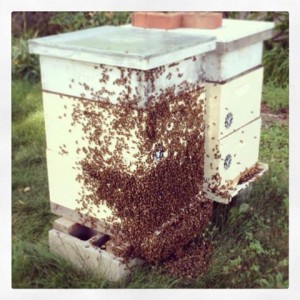 Bearding - Honeybees outside the hive to provide more room inside for air circulation.